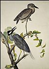 John James Audubon Famous Paintings - Yellow-Crowned Heron